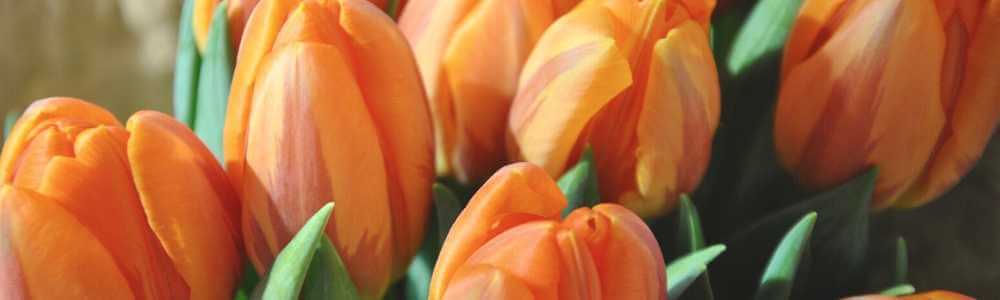 Narancs tulipánok